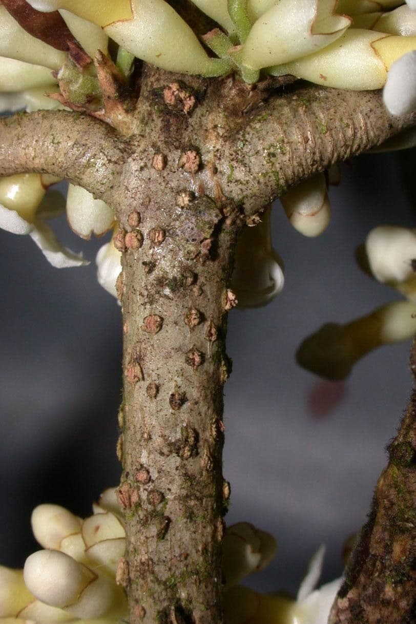 Schlegelia parviflora 15