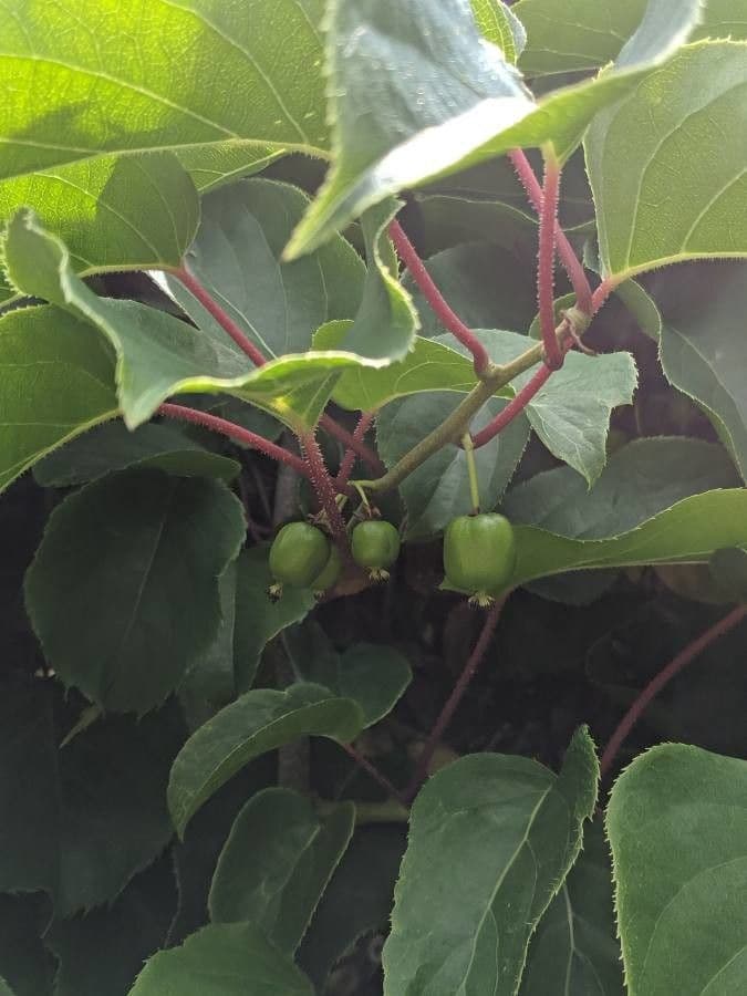 Kiwi arguta