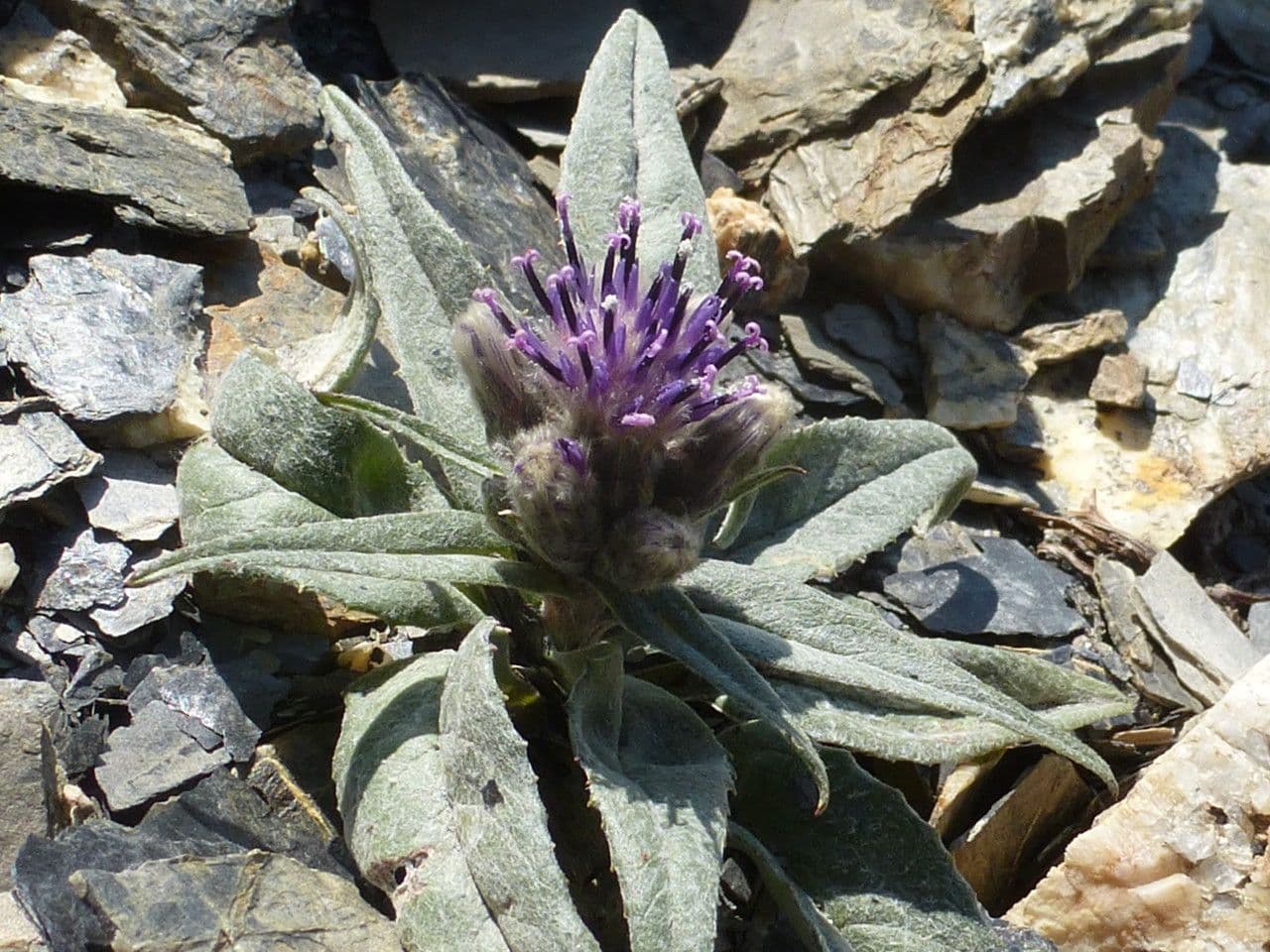 Saussurea 13