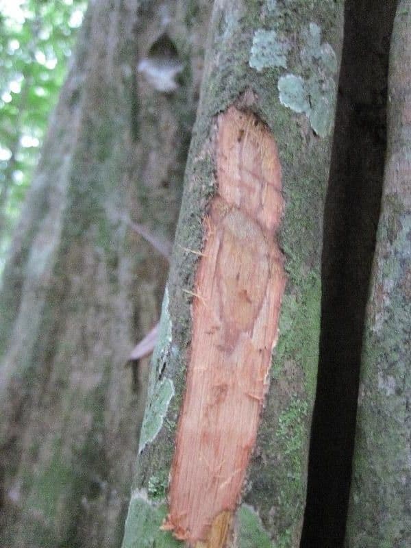 Minquartia guianensis 23