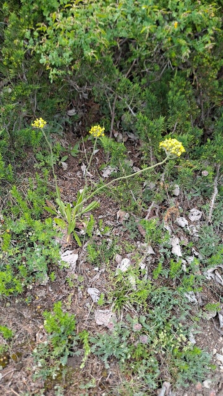 Pelosella con corimbo 10