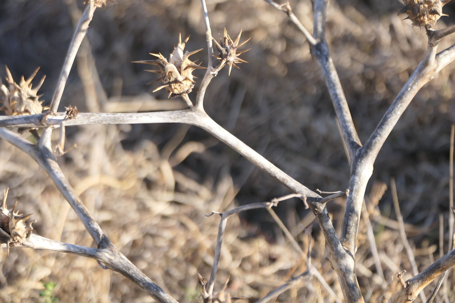 Datura 20