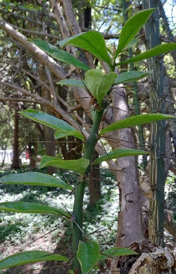 Pereskia 7