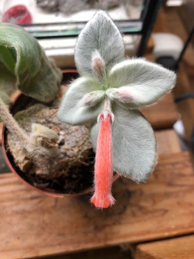 Sinningia leucotricha 5