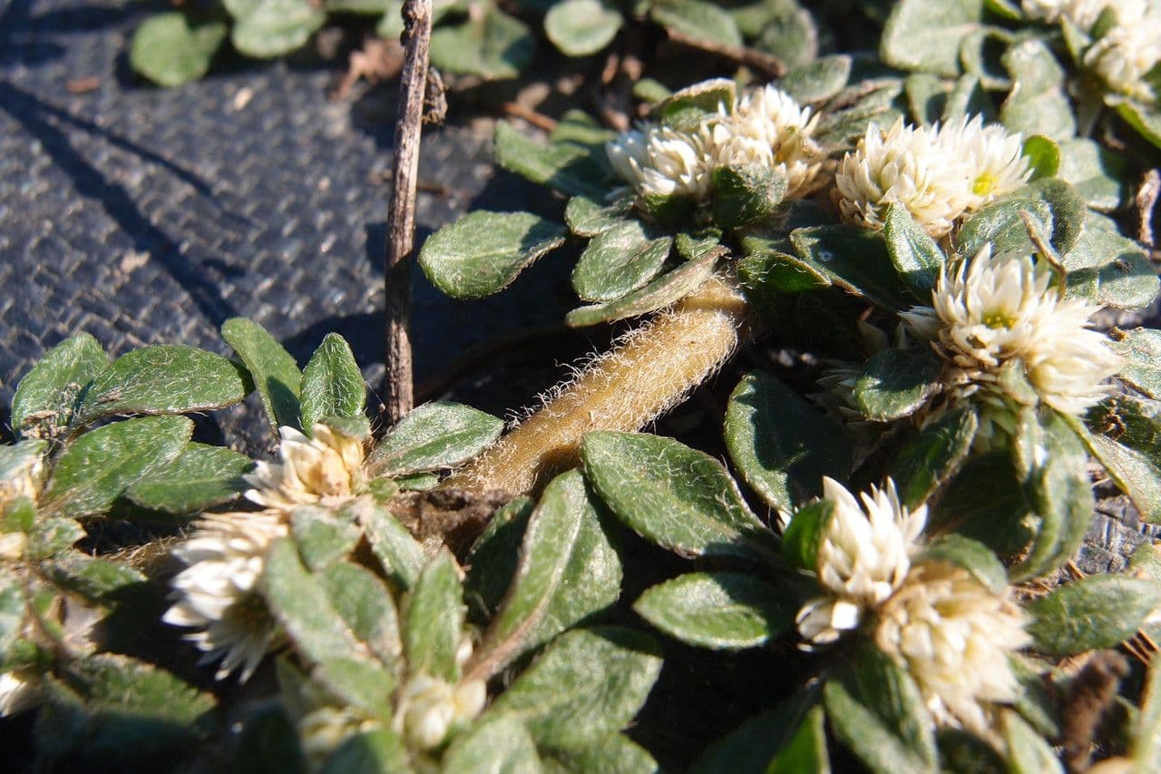 Glatte Bodendecker-Amaranth 12