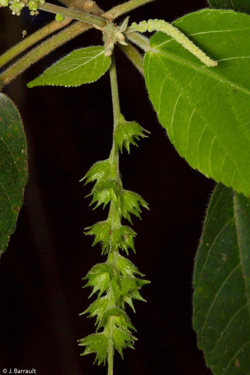 Acalypha 2