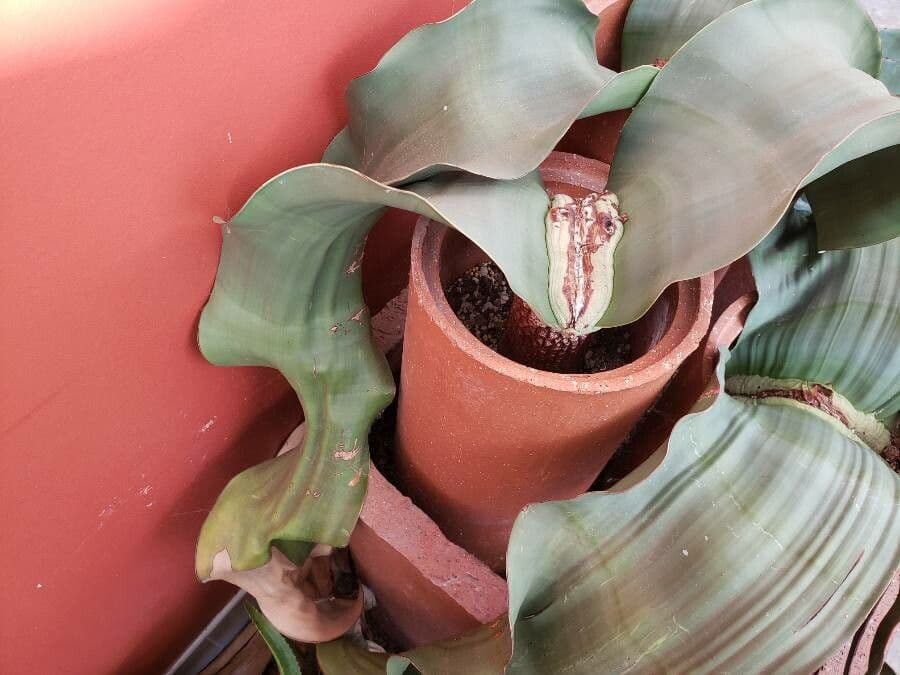 Welwitschia 14