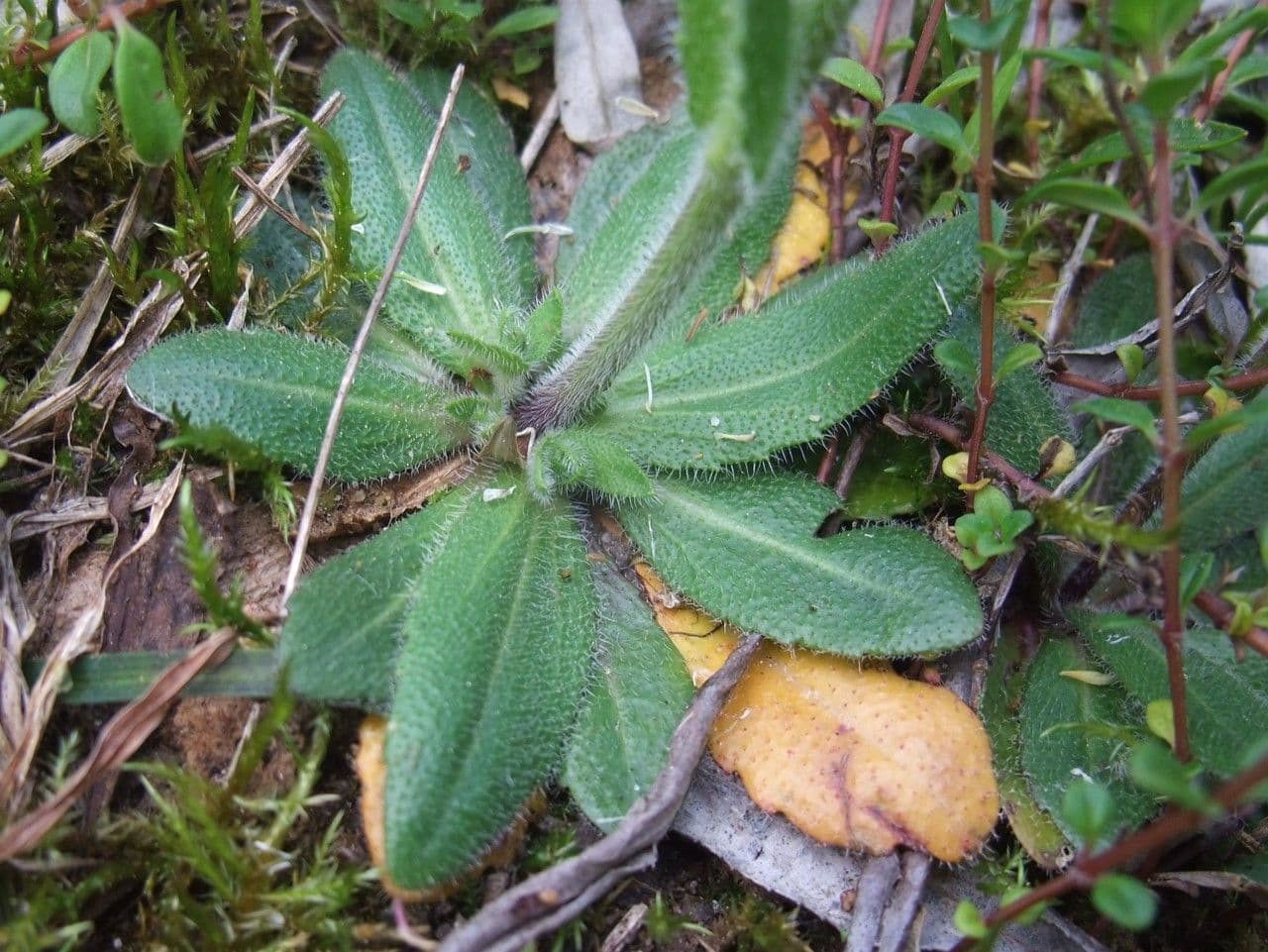 Arabetta irsuta 17