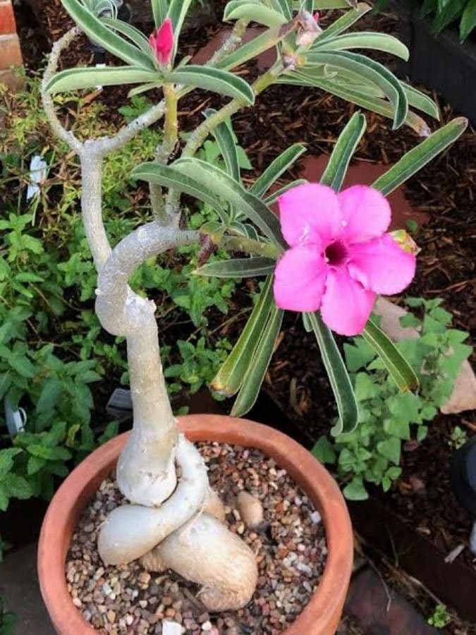 Adenium 4