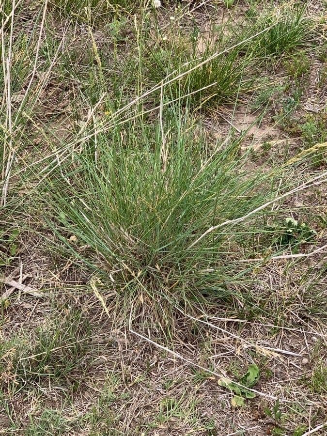 Festuca falascona 14