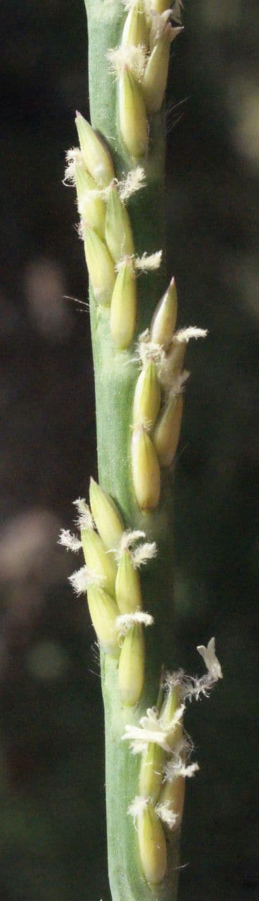 Stenotaphrum