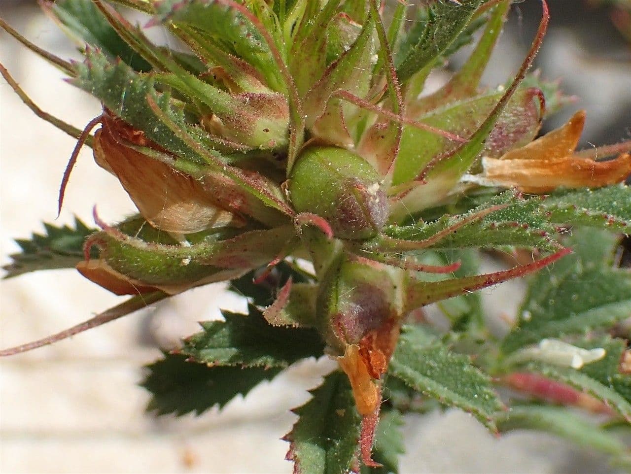 Asnallo 3