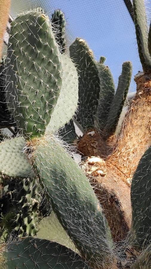 Opuntia pilifera 7