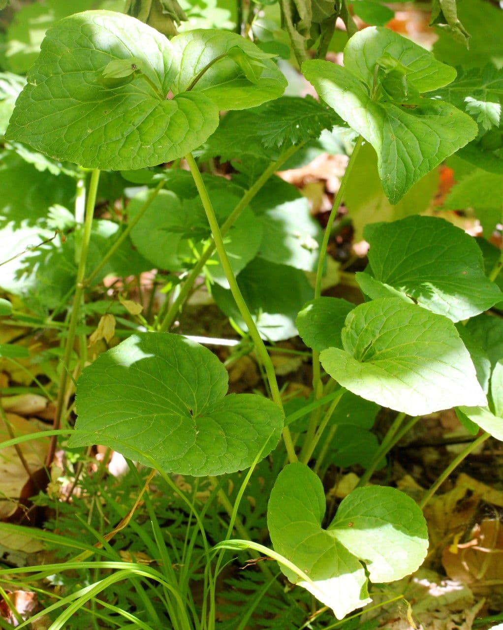 Viola mirabile 25