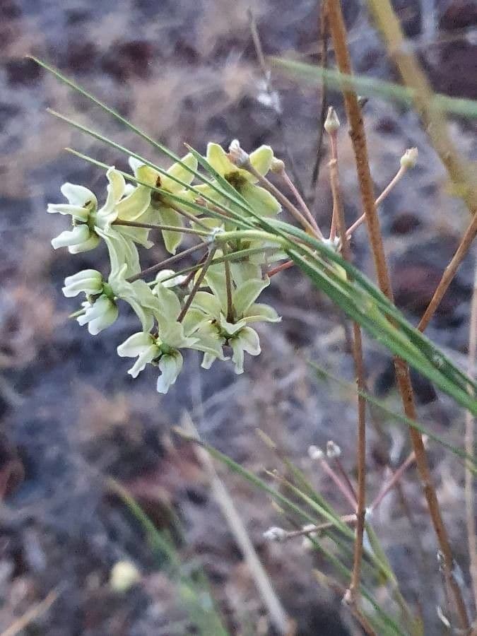 Gomphocarpus 8