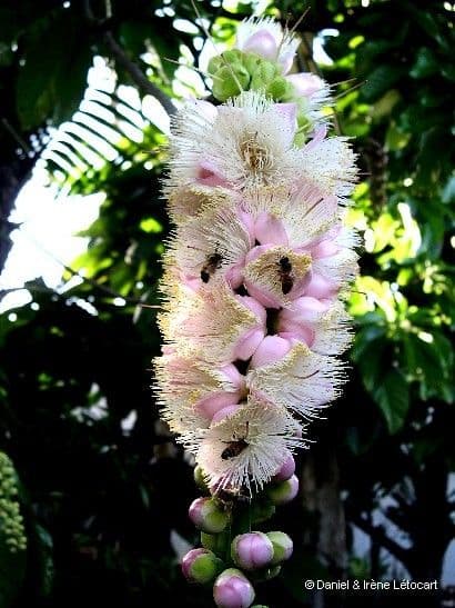 Barringtonia 3