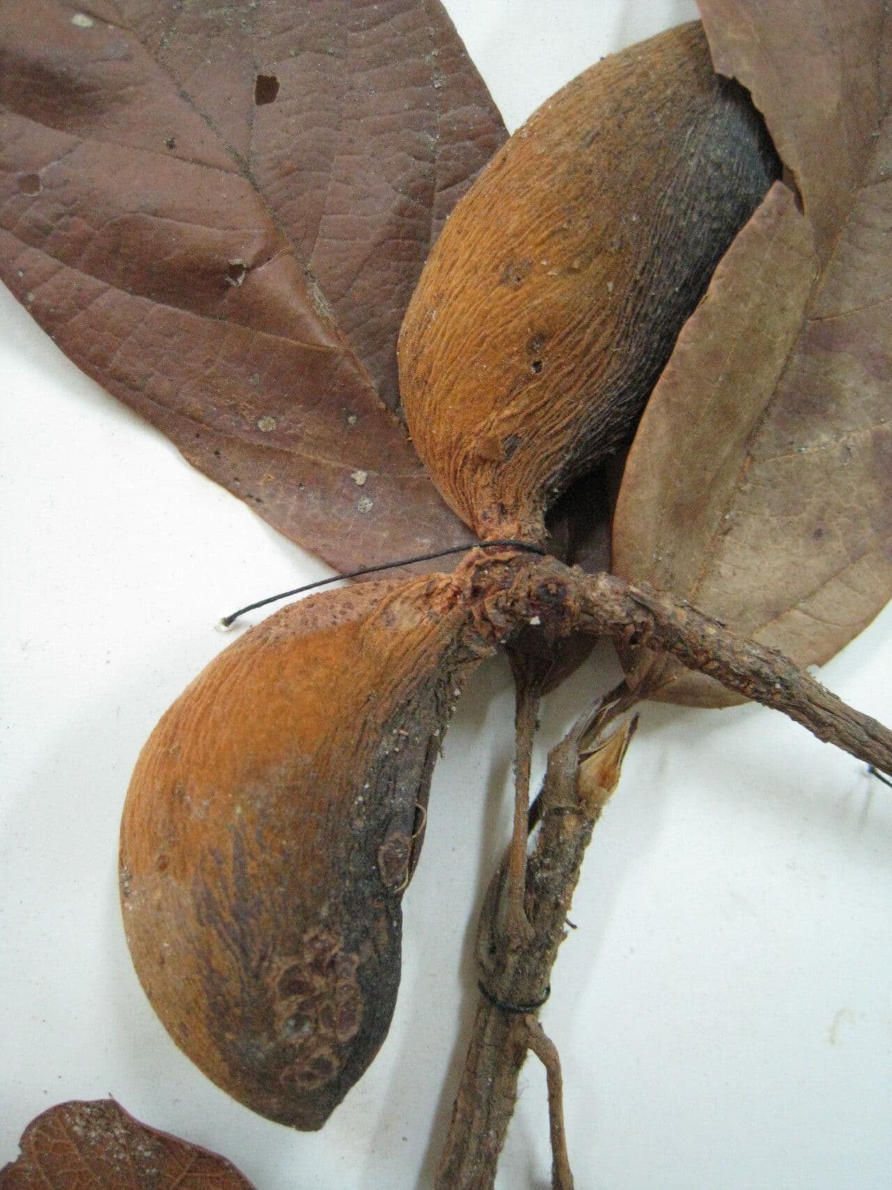 Sterculia 9