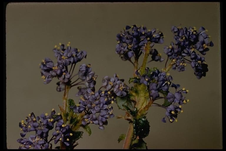Ceanothus 5