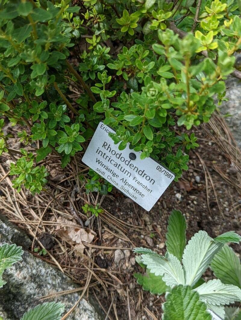 Rododendro 12