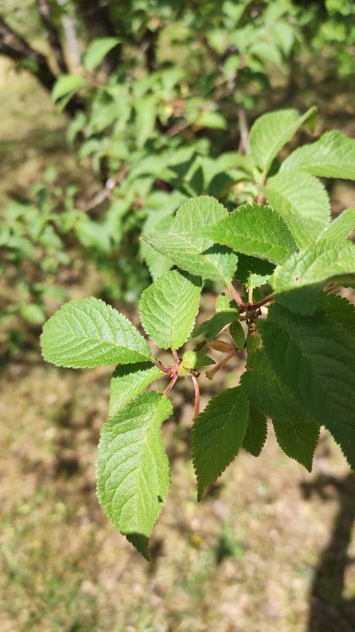 Ciliegio grigiastro 2