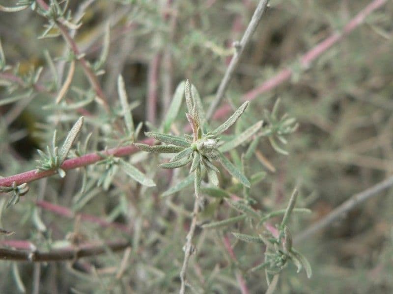 Bassia prostrata 26