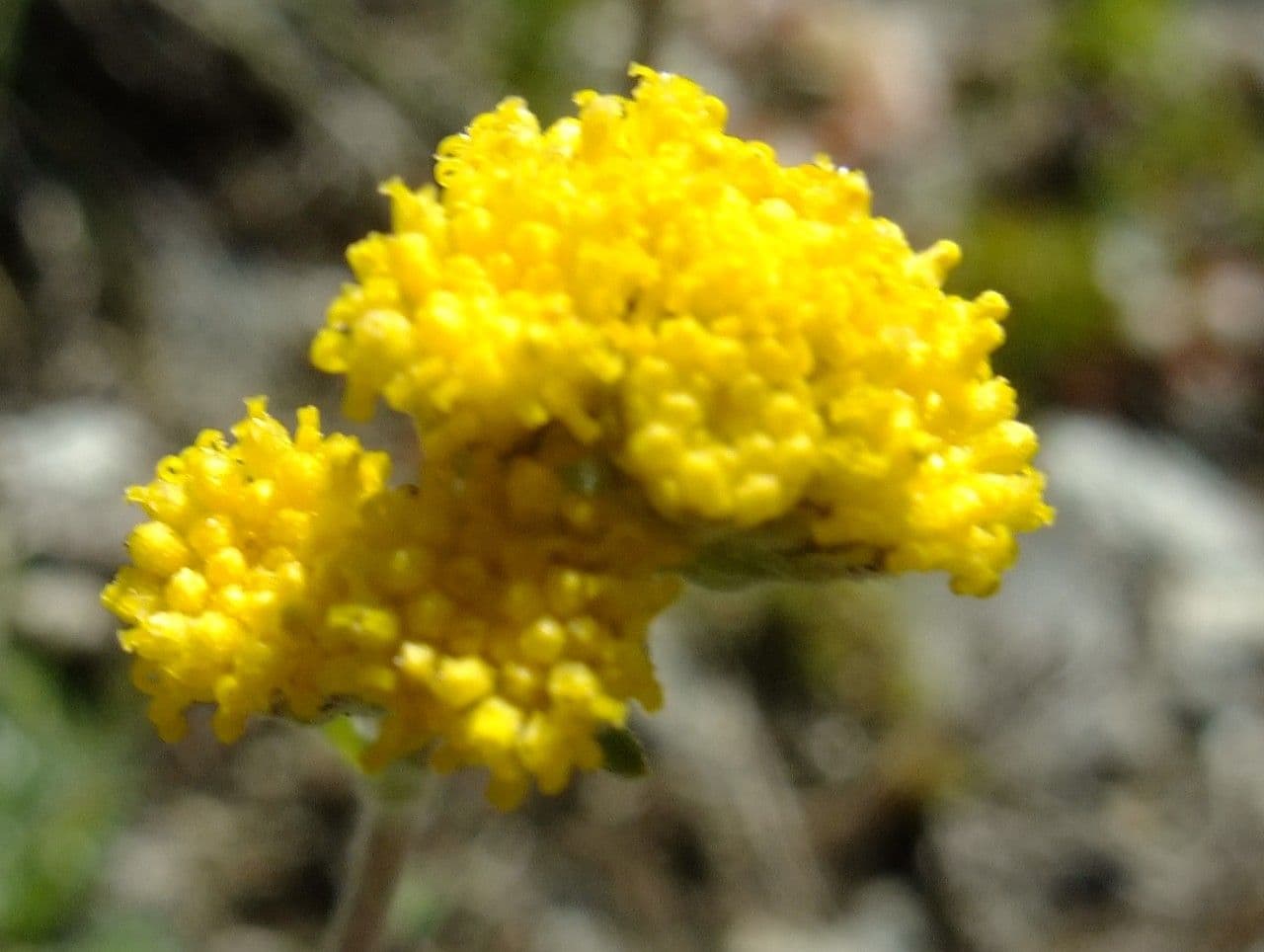 Artemisia glaciale 3