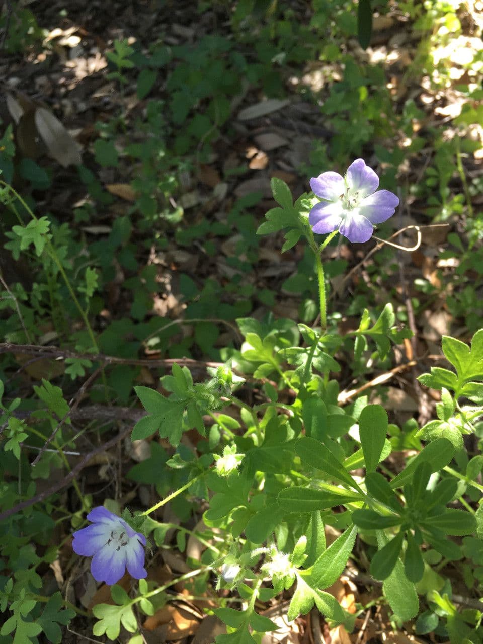Nemophila 9