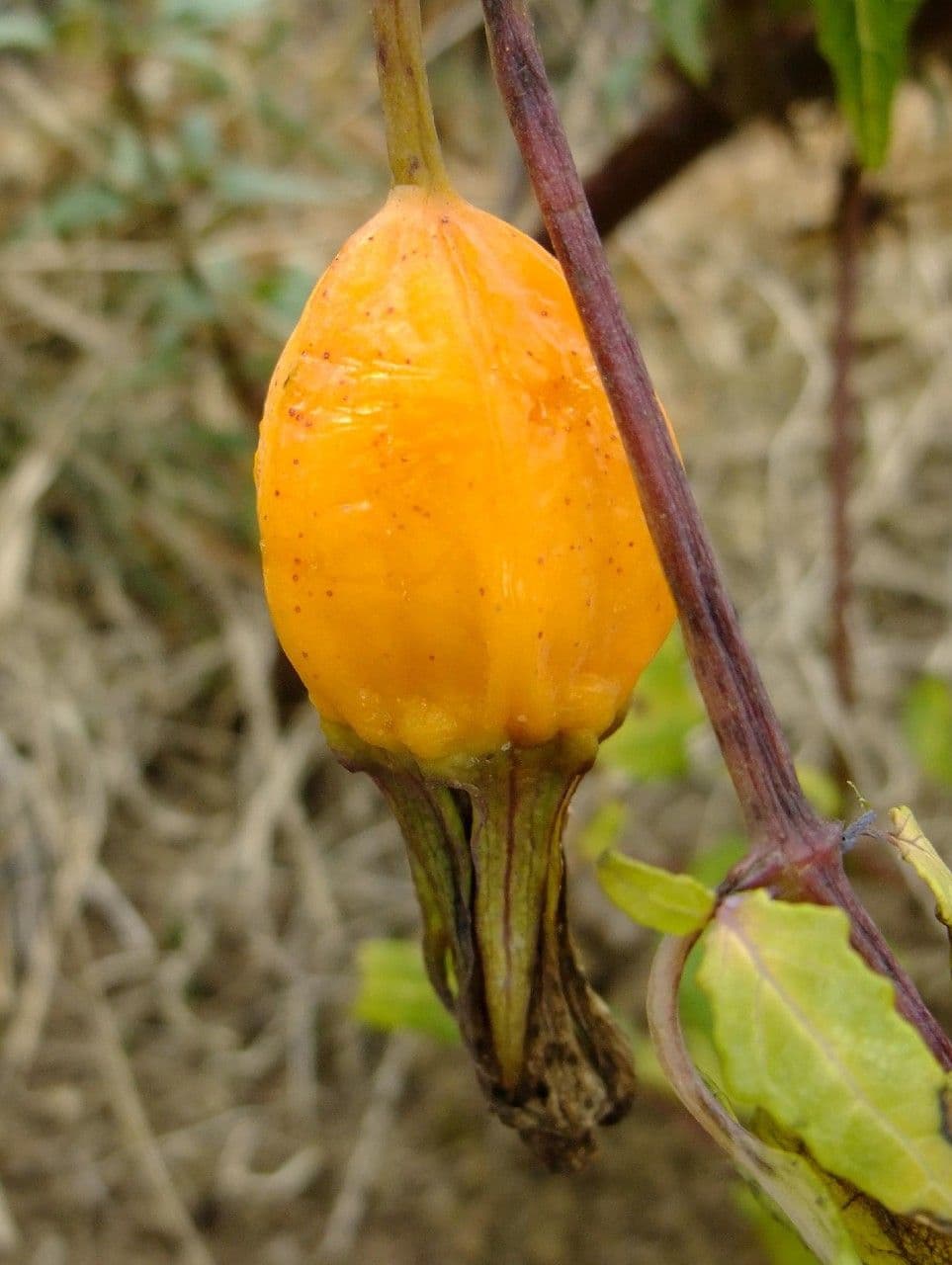 Canary bellflower 4