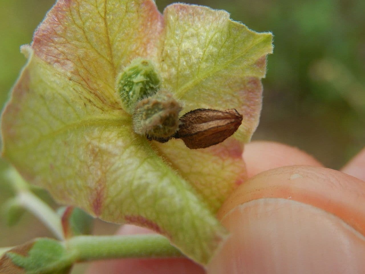 Mirabilis gigantea