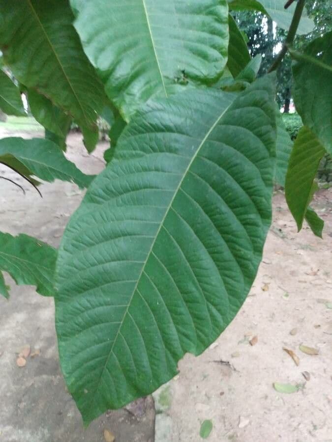 Triplaris 3