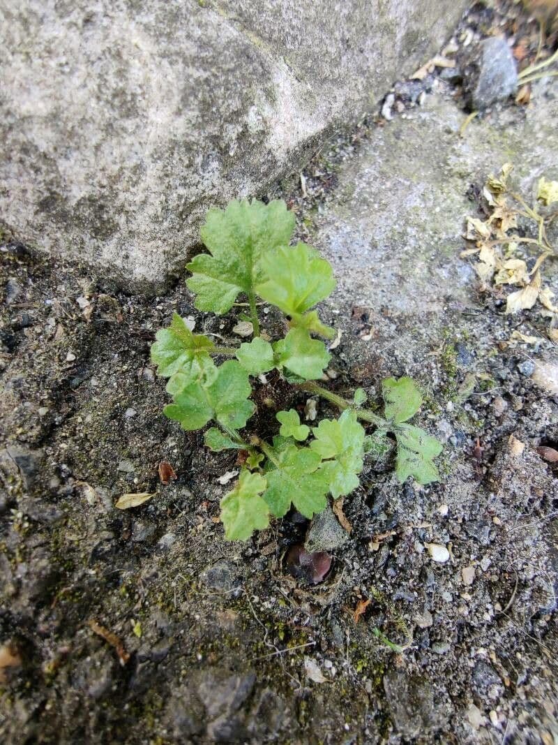 Ranunculus parviflorus 17