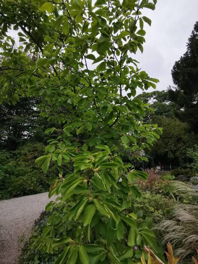 Magnolia 5