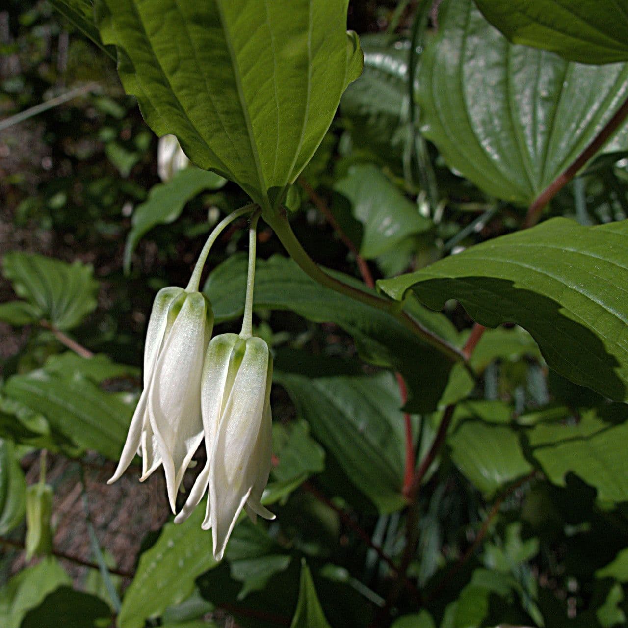 Prosartes 8