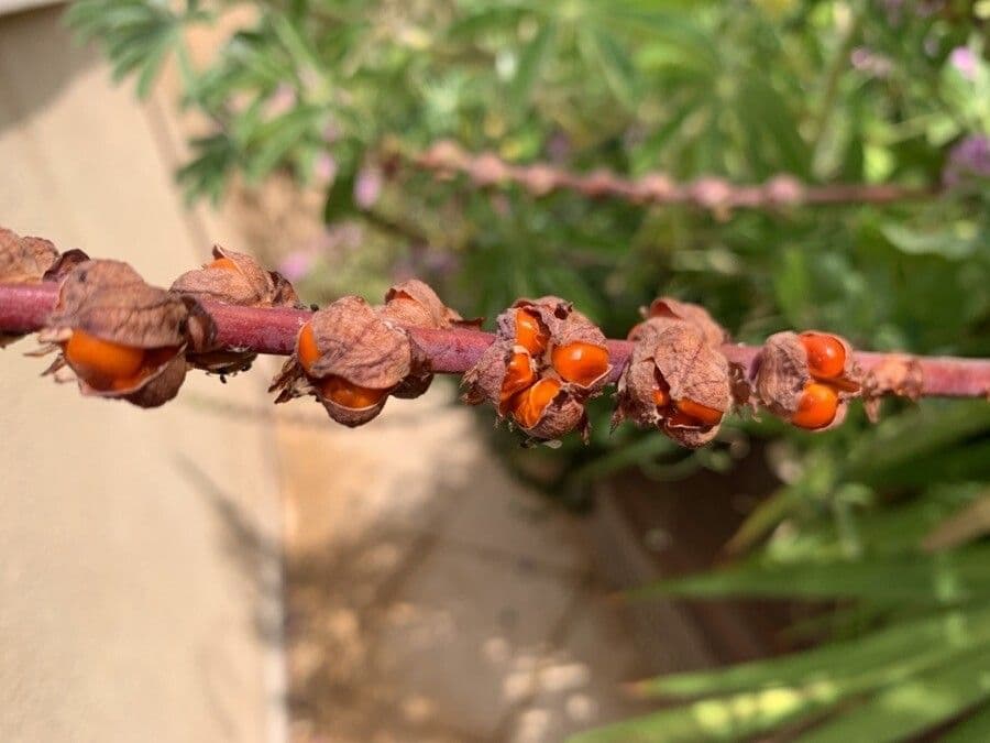 Chasmanthe aethiopica 4