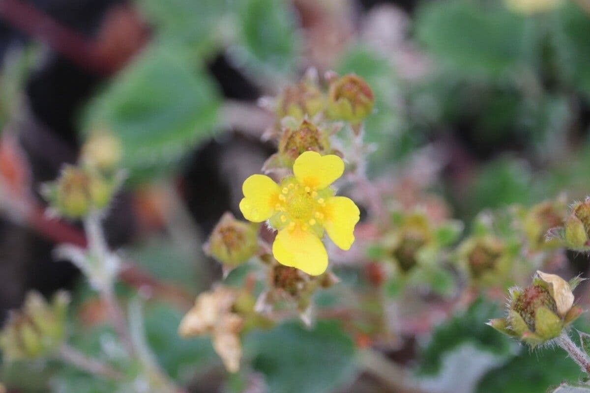 Potentilla nivea