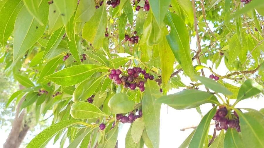 Myoporum laetum 5
