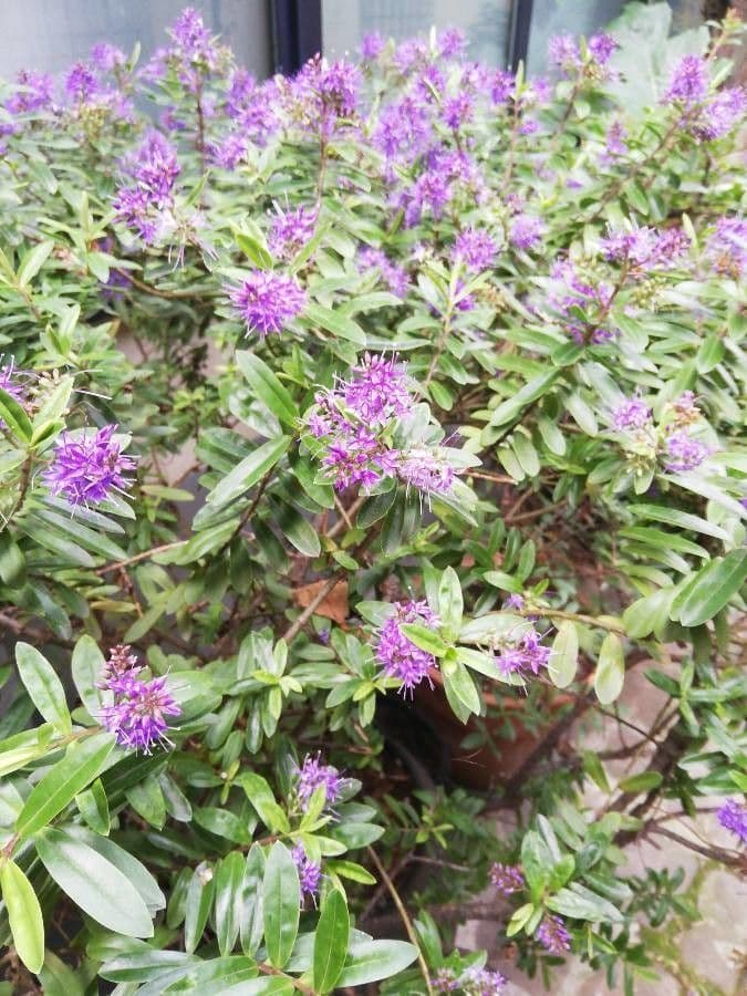 Decodon verticillato 5