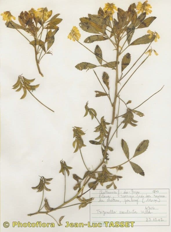 Fenugrec 25