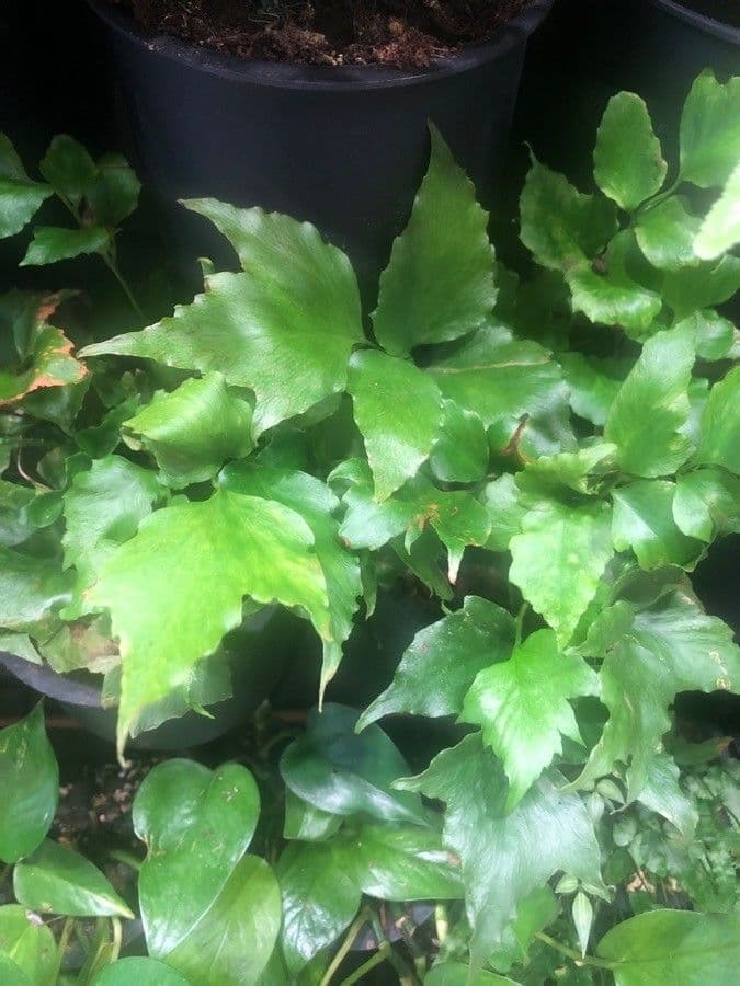 Begonia 8