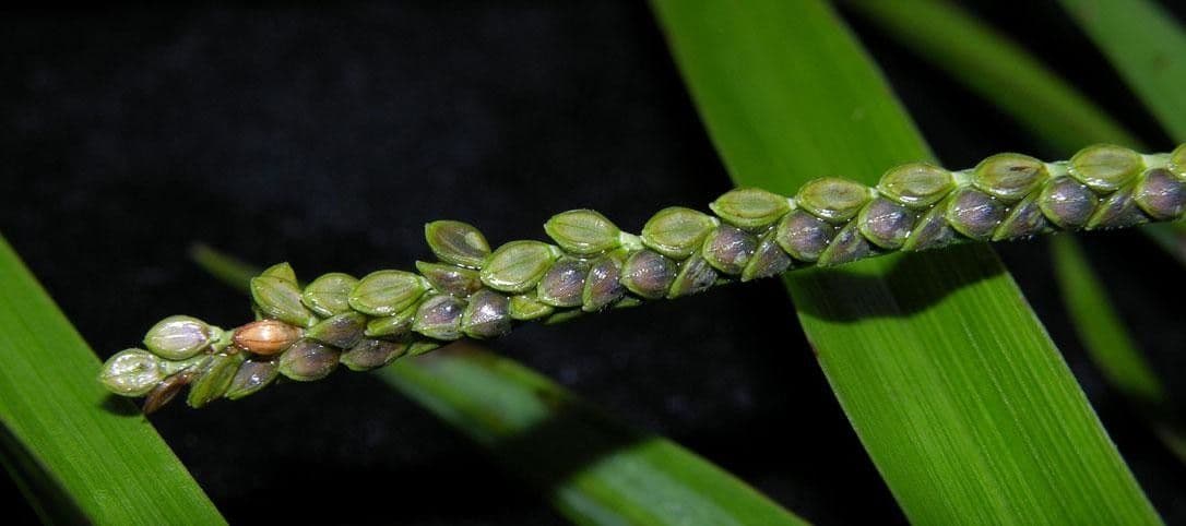 Paspalum plicatulum 21
