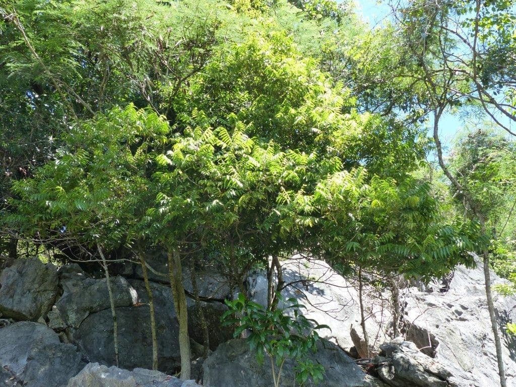 Elattostachys 8