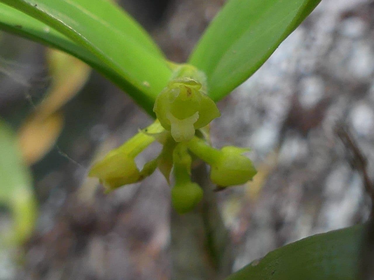 Polystachya 2