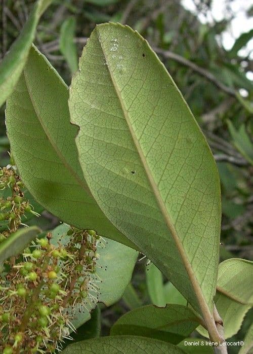 Cunonia 18