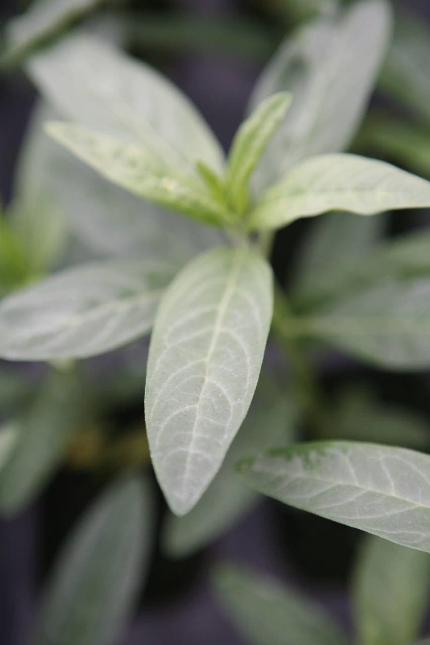 Gomphocarpus physocarpus 19