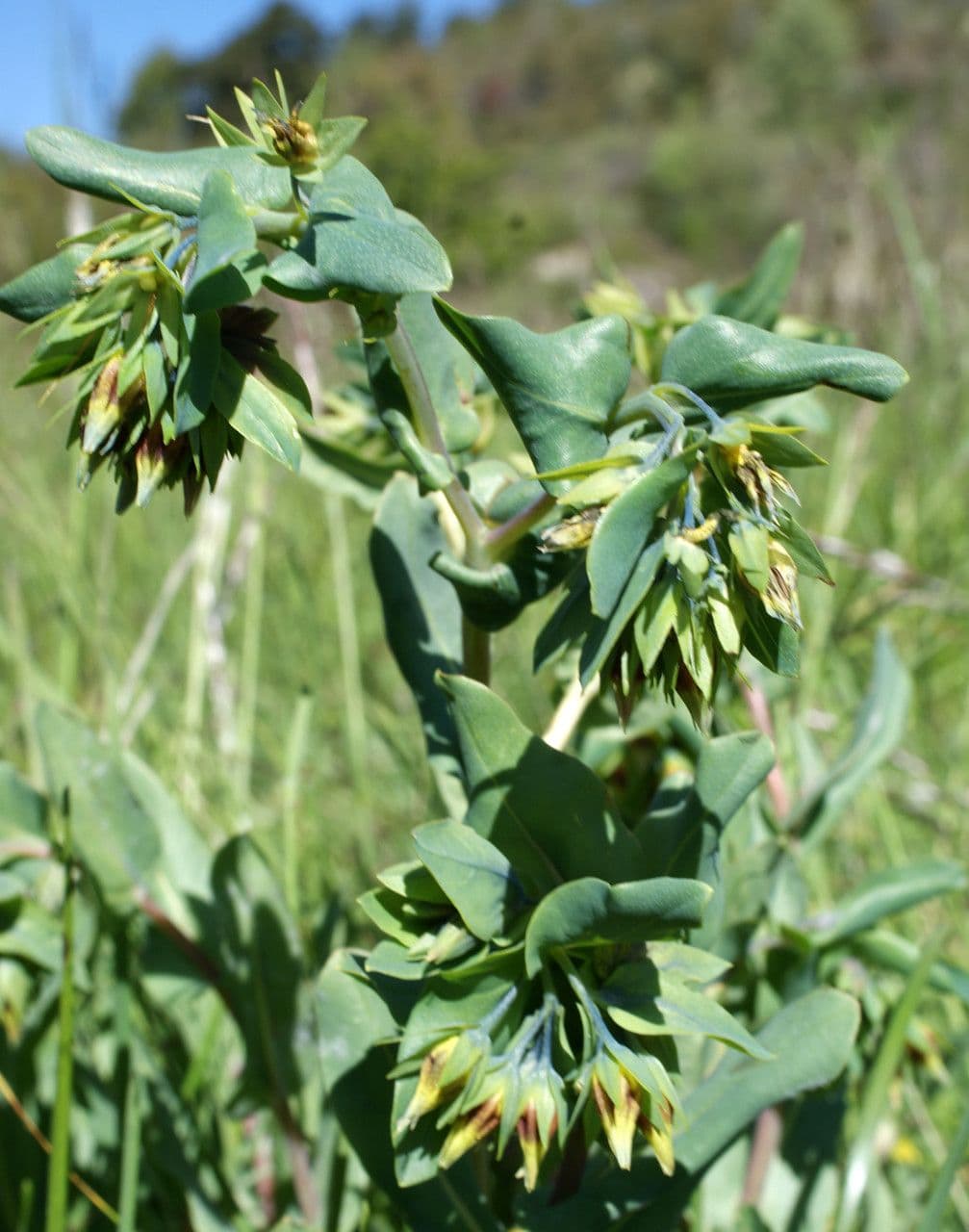 Cerinthe minor 12