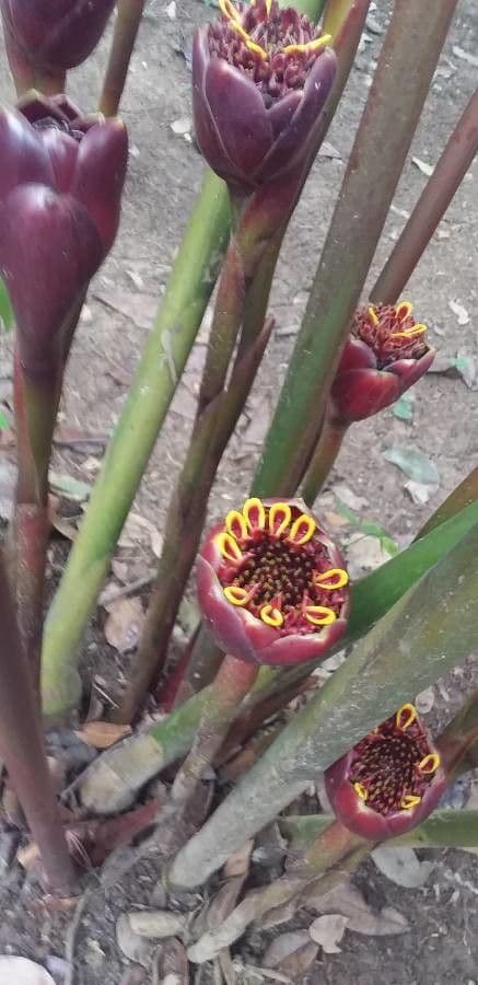 Etlingera