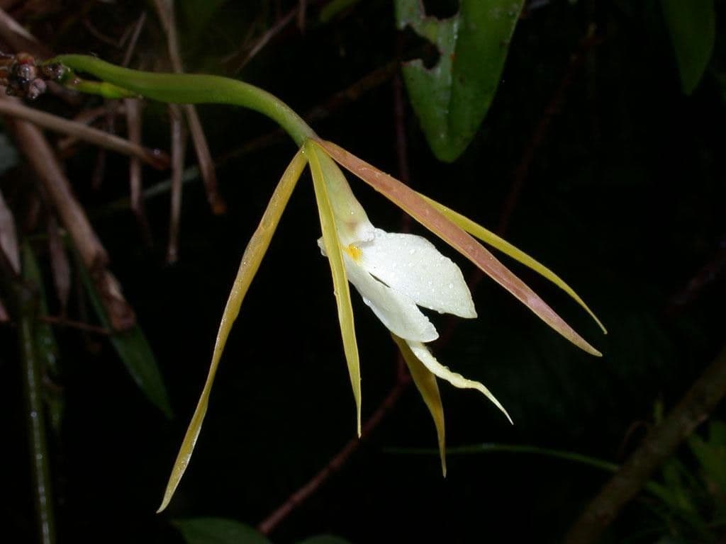 Orchidée nocturne