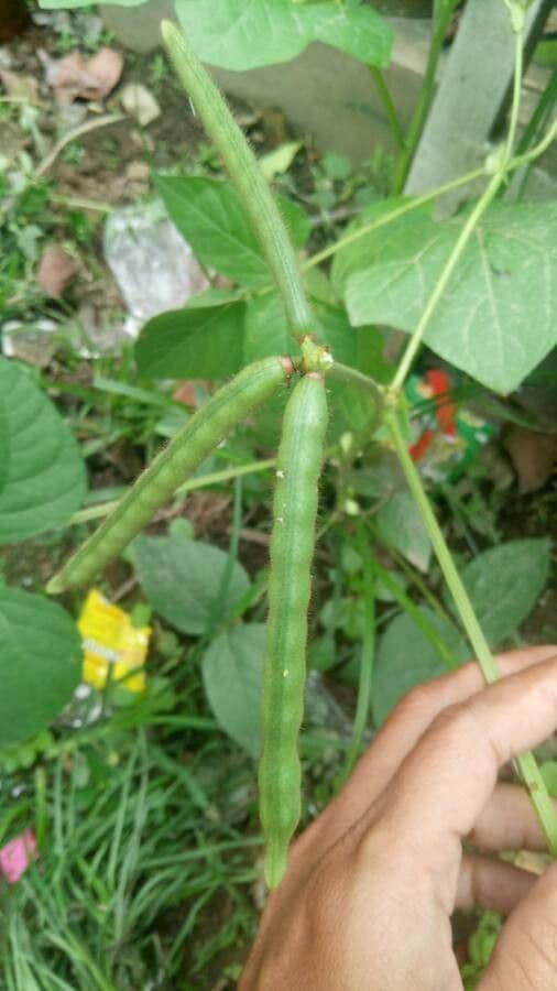 Macroptilium lathyroides 3