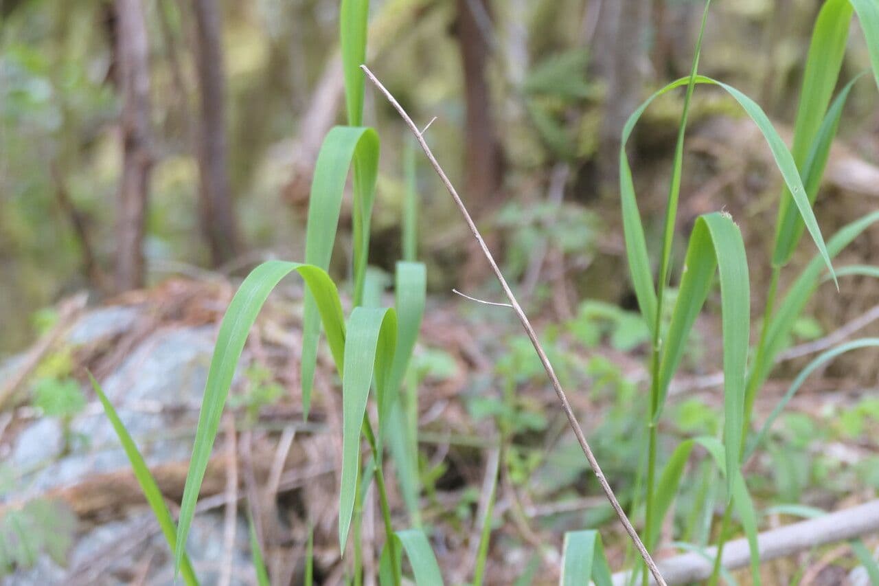 Elymus glaucus 6
