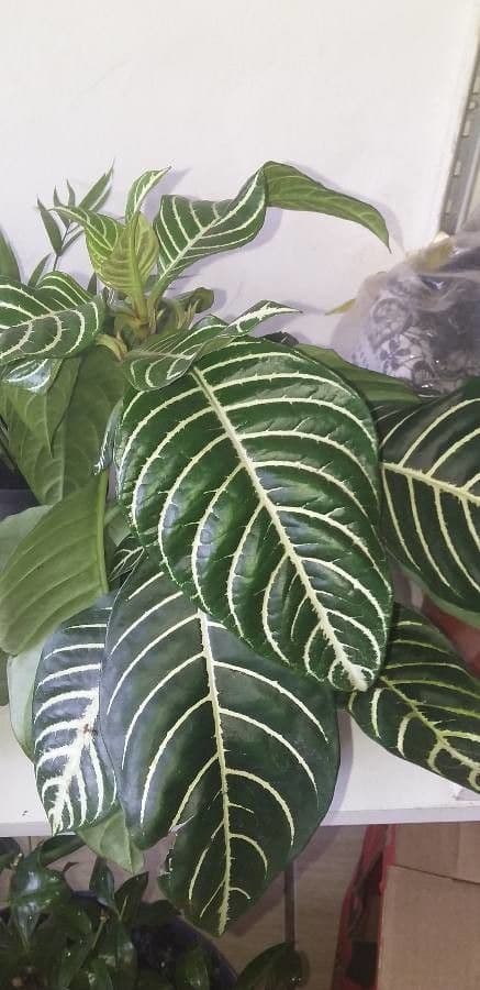 Aphelandra 8